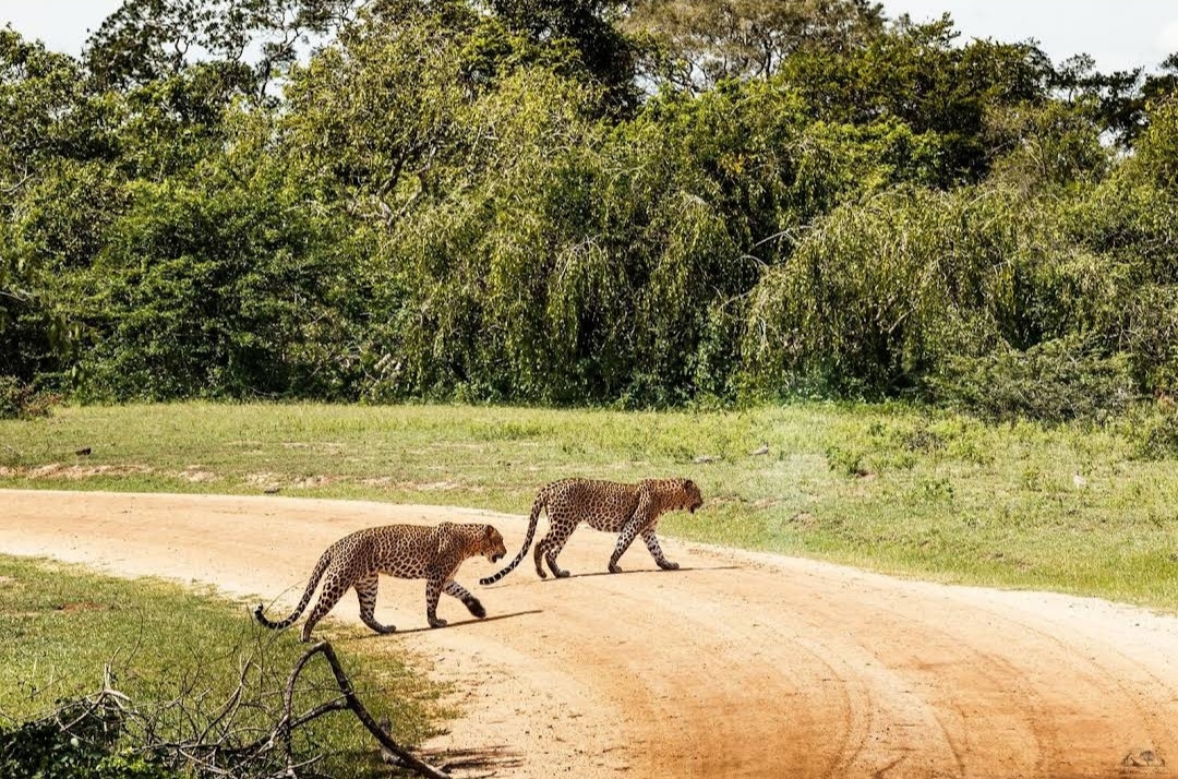 wilpattu Tours