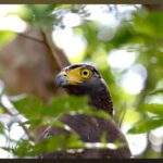 Wilpattu Eluwankulama Full Day Safari