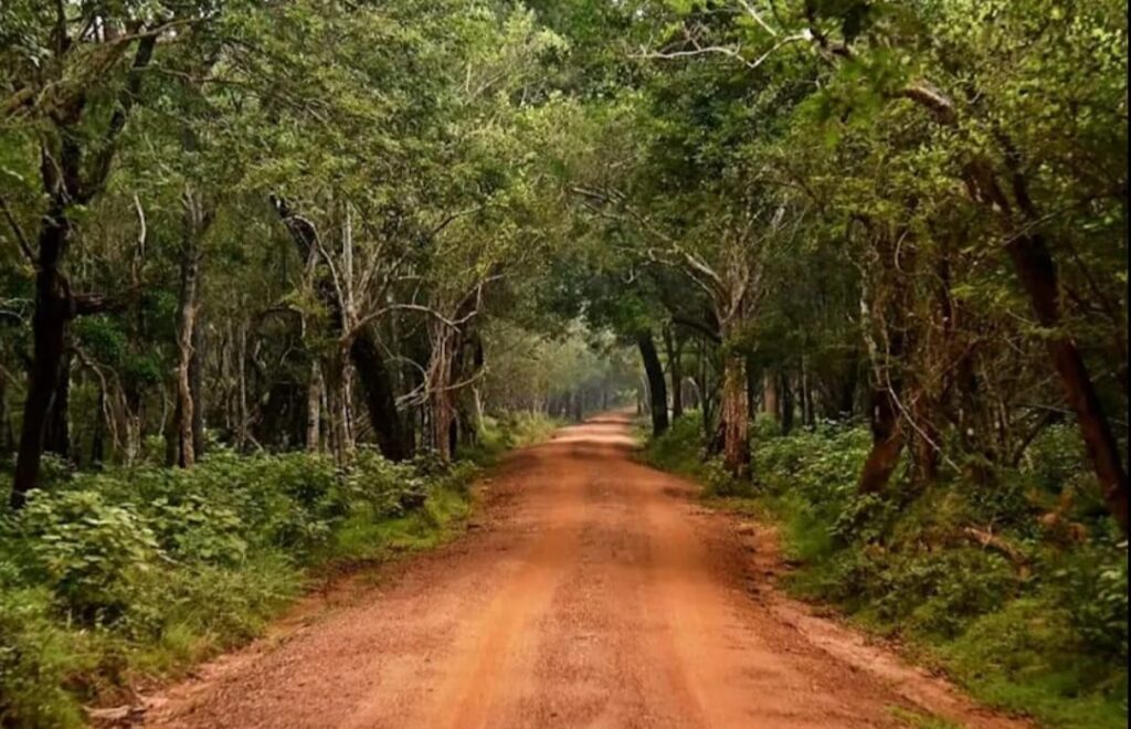 Wilpattu Hunuwilagama Full Day Safari