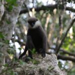 Wilpattu Eluwankulama Full Day Safari