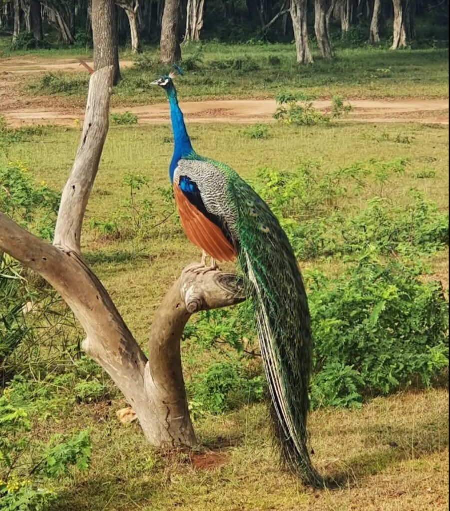 Wilpattu Eluwankulama Full Day Safari