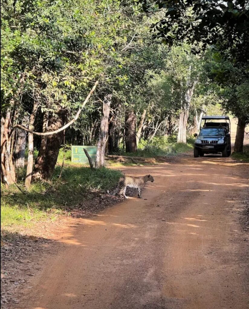 Wilpattu Hunuwilagama Full Day Safari