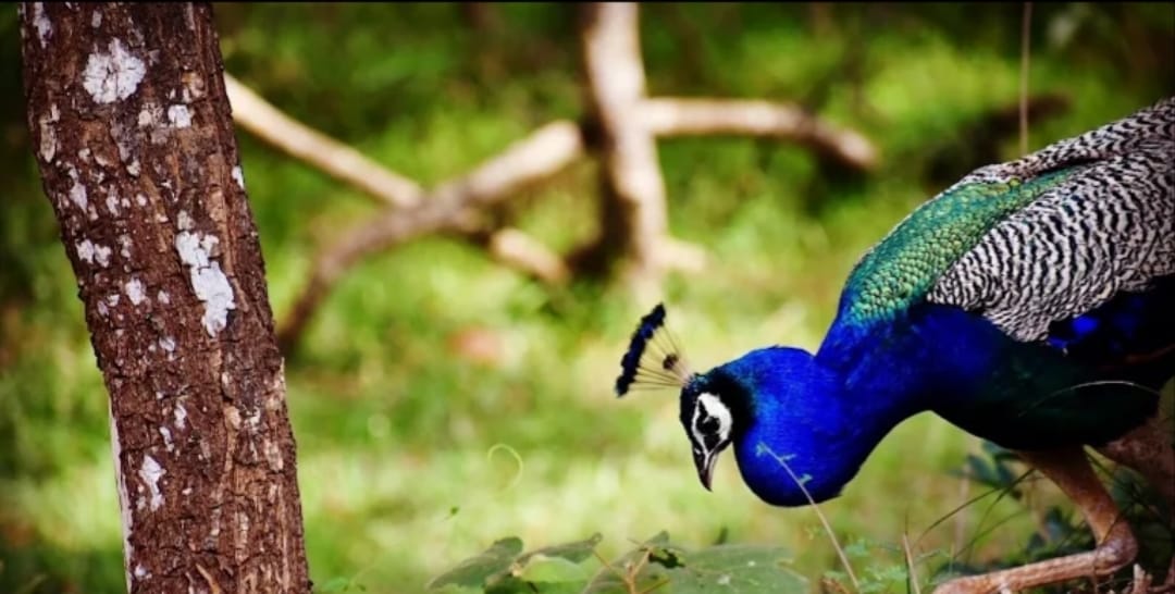 Wilpattu Hunuwilagama Full Day Safari