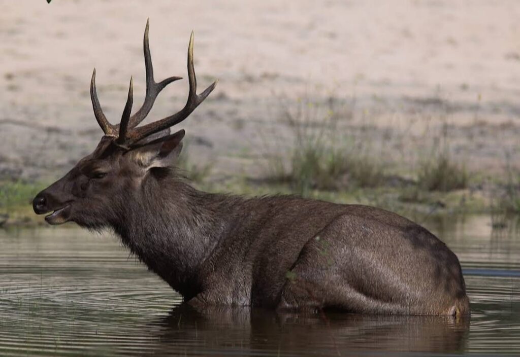 Wilpattu Hunuwilagama Half Day Safari