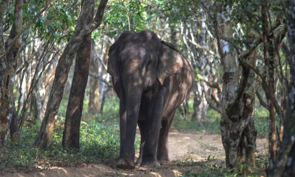 Wilpattu Hunuwilagama Half Day Safari