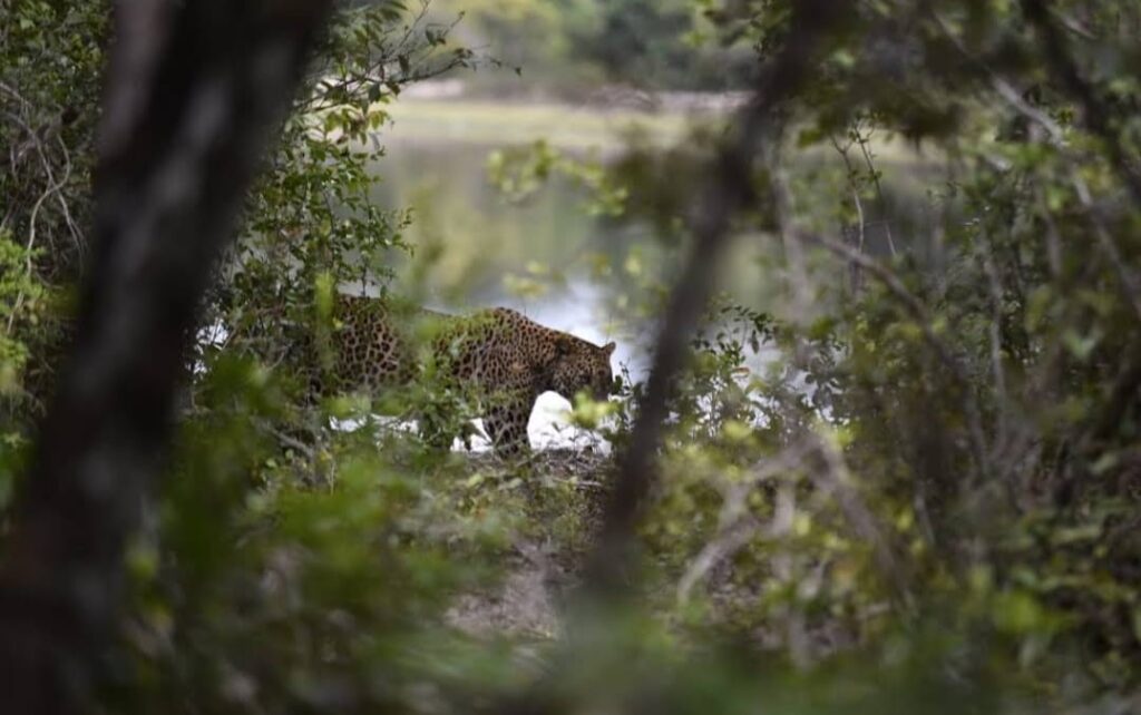 Wilpattu Hunuwilagama Half Day Safari