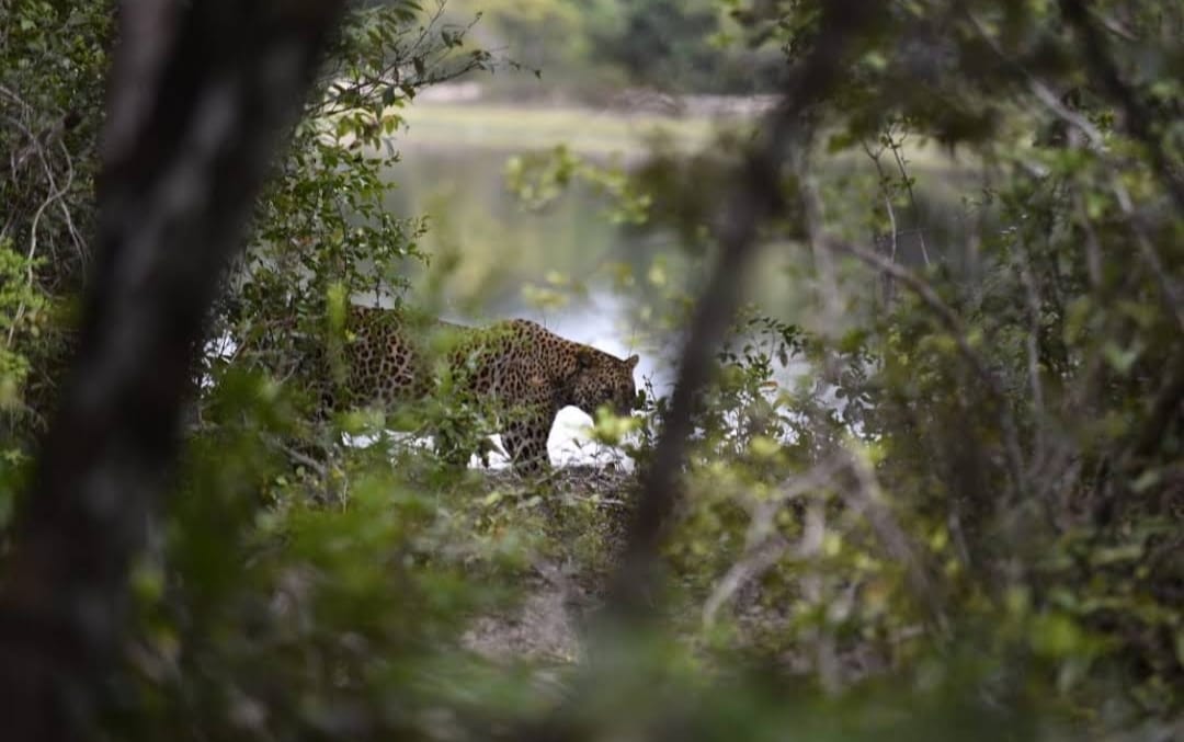 Wilpattu Hunuwilagama Half Day Safari