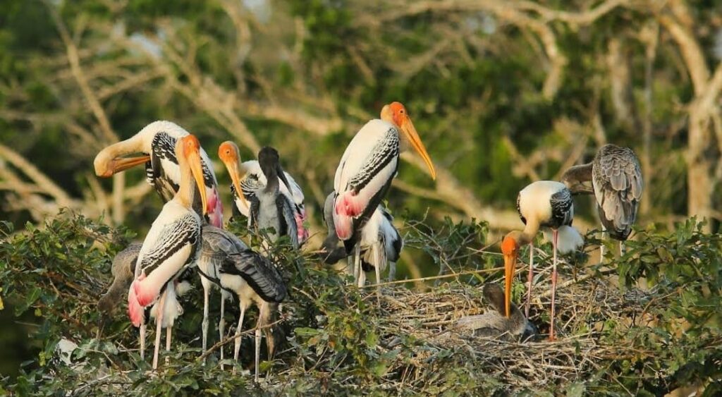 Wilpattu Hunuwilagama Half Day Safari