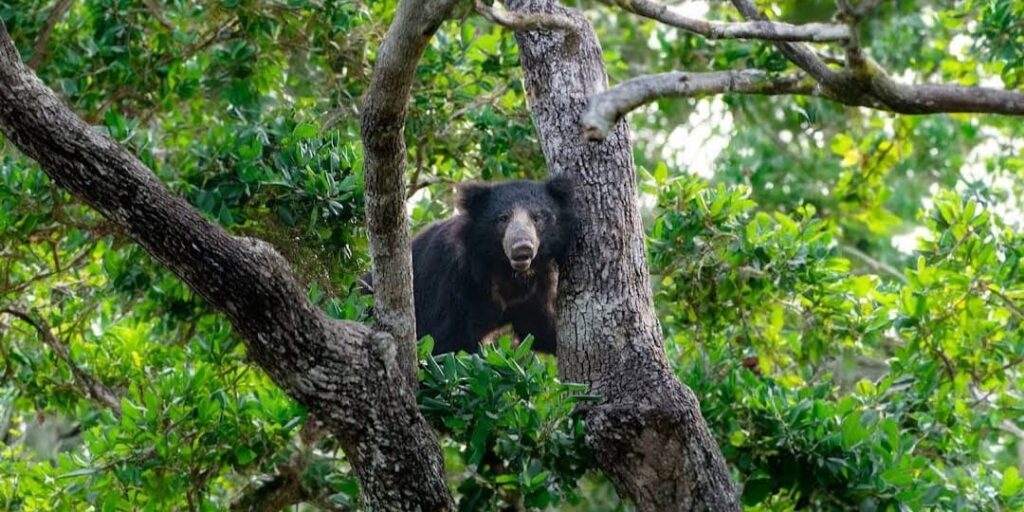 Wilpattu Eluwankulama Half Day Safari
