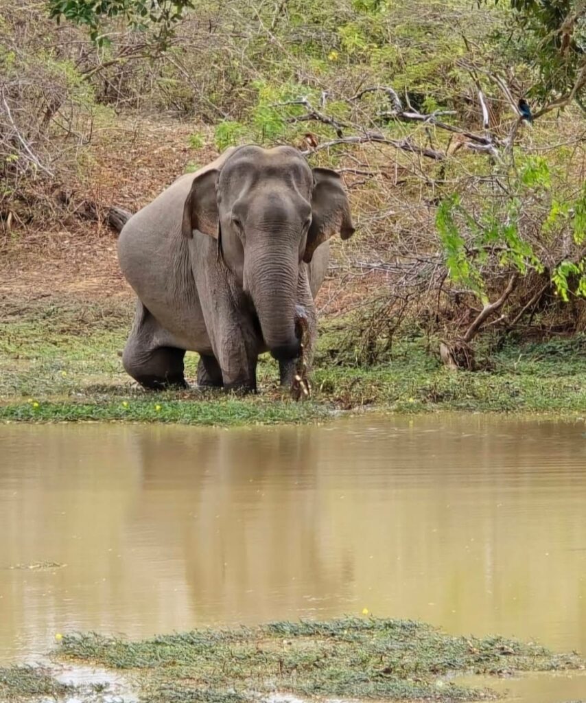 Wilpattu Eluwankulama Half Day Safari