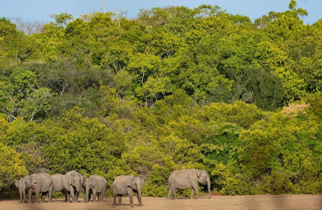 Wilpattu Hunuwilagama Full Day Safari